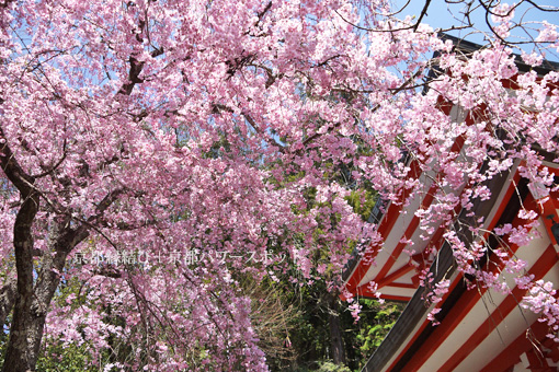 鞍馬寺の桜