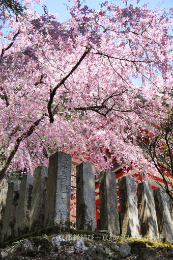 鞍馬寺の桜