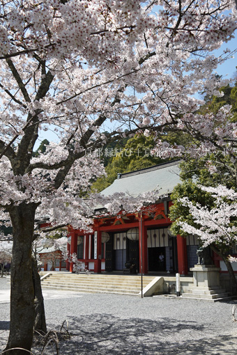 鞍馬寺の桜