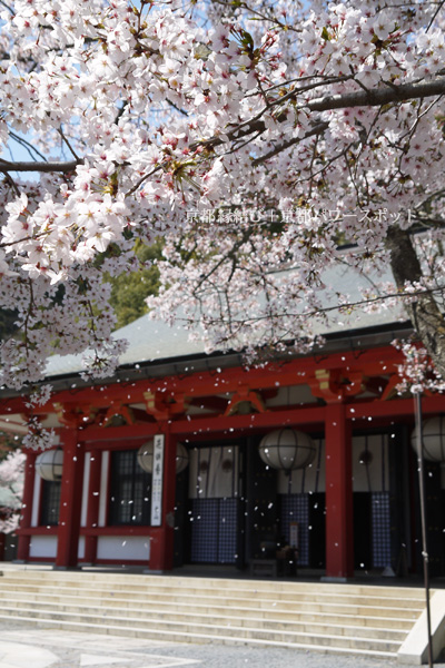 鞍馬寺の桜