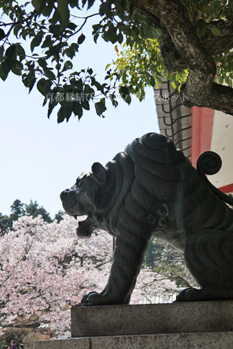 鞍馬寺の桜