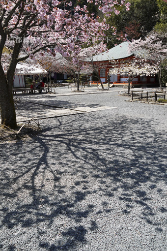 鞍馬寺の桜