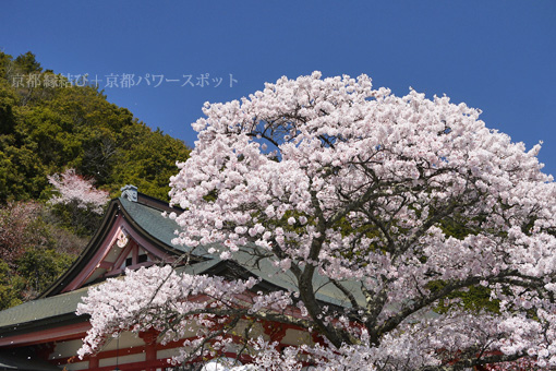 鞍馬寺の桜