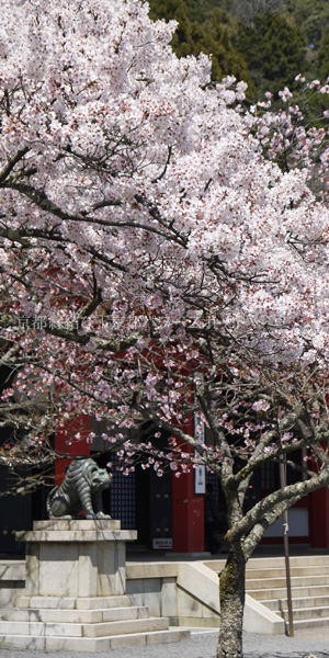 鞍馬寺の桜