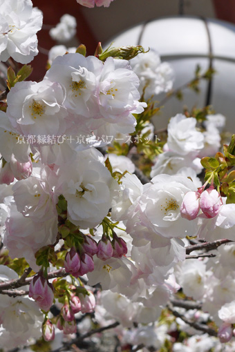 鞍馬寺の桜