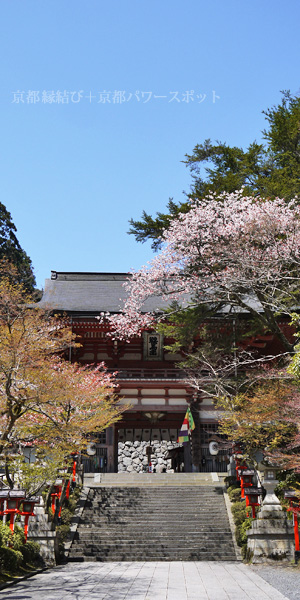 鞍馬寺の桜