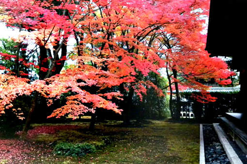 妙心寺衡梅院