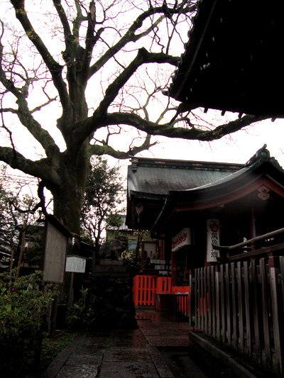 武信稲荷神社のエノキ