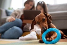 Pet em casa: 6 raças de cachorros indicadas para viver em apartamento