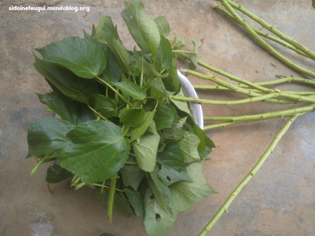 Article : Les feuilles de nkui, un légume peu exploité