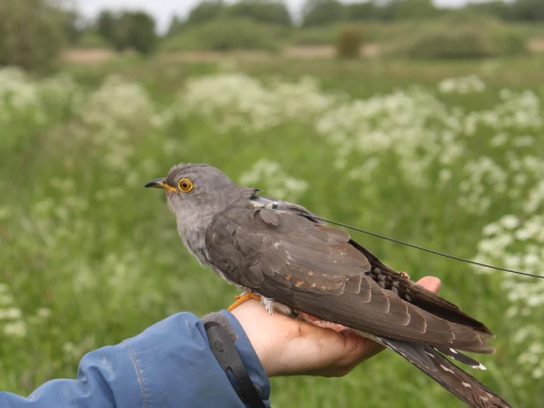 A network dubbed the internet of animals is helping track migrating critters