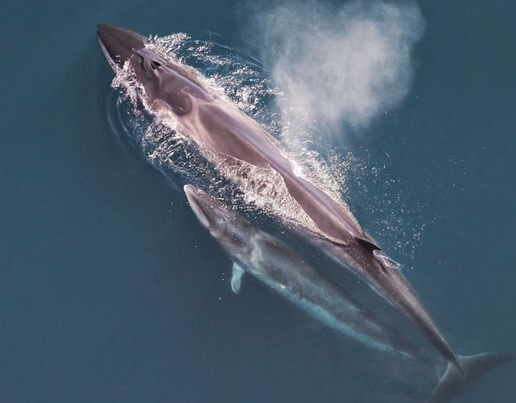 Image of a Sei Whale