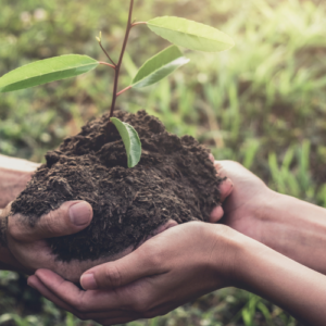 Image of two people holding a tree sapling.