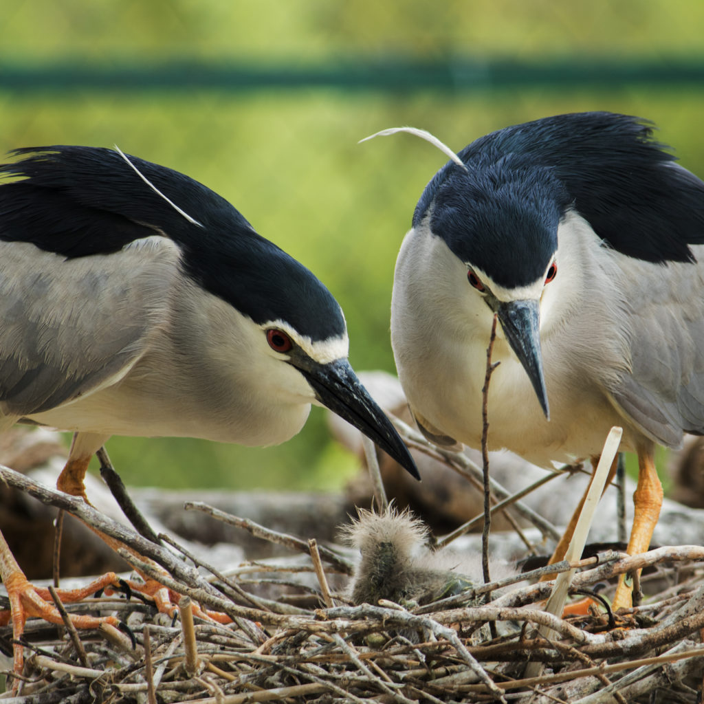 Black-crowned Night-heron