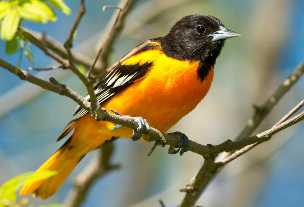 Baltimore Oriole