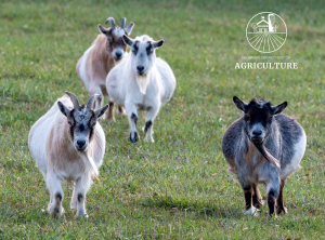 Four Pygmy goats walk towards the the viewer in a field of short green grass.