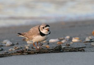 Piping plover on Fowler Beach