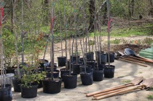 Trees await planting as part of Delaware's Tree for Every Delawarean Initiative.