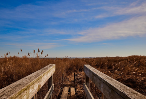 dry marsh