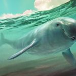 Finless porpoise illustration