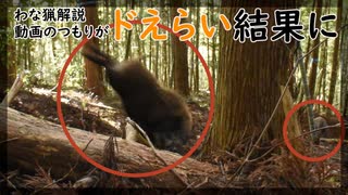 【狩猟】わな設置から捕獲までの動画撮ったらドえらい結果になった