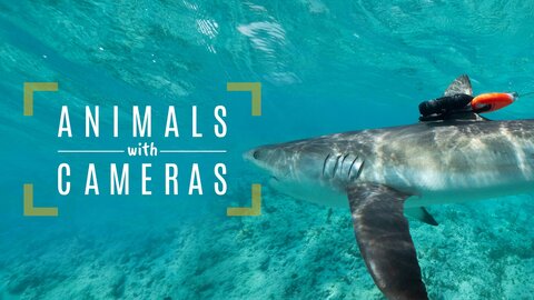 Animals with Cameras