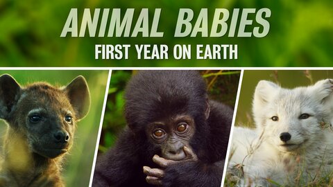 Animal Babies: First Year on Earth