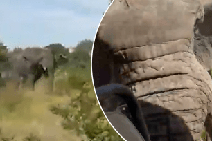 Six guests were on the game drive when the vehicle was unexpectedly charged by the bull elephant.