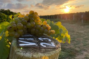 A bunch of grapes on a tree stump in a micro vineyard in the Hamptons, photo courtesy of New Roots Wine Club