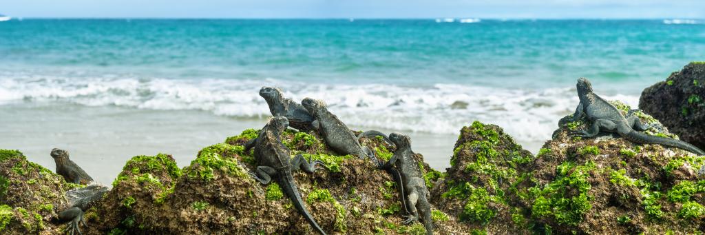 Galapagos islands marine iguanas wildlife relaxing on beach banner panorama of ocean background in Isabela Island, Islas Galapagos. Travel lifestyle.