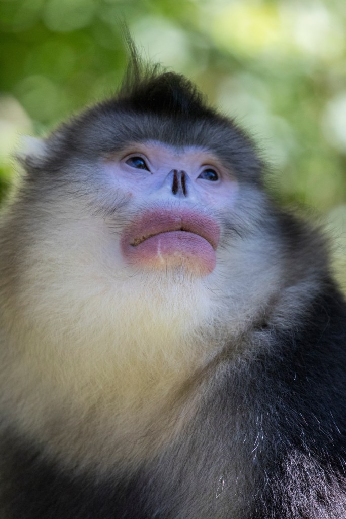Asia, China, Tacheng, Adult Male Yunnan Black Snub-Nosed Monkey