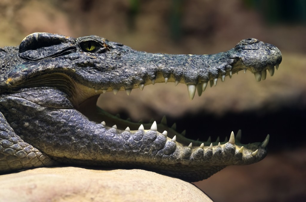 Animals: head of siamese freshwater crocodile, close-up shot