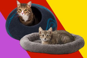 Two cats comfortably resting in a cat bed