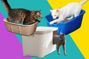 A group of cats in litter boxes