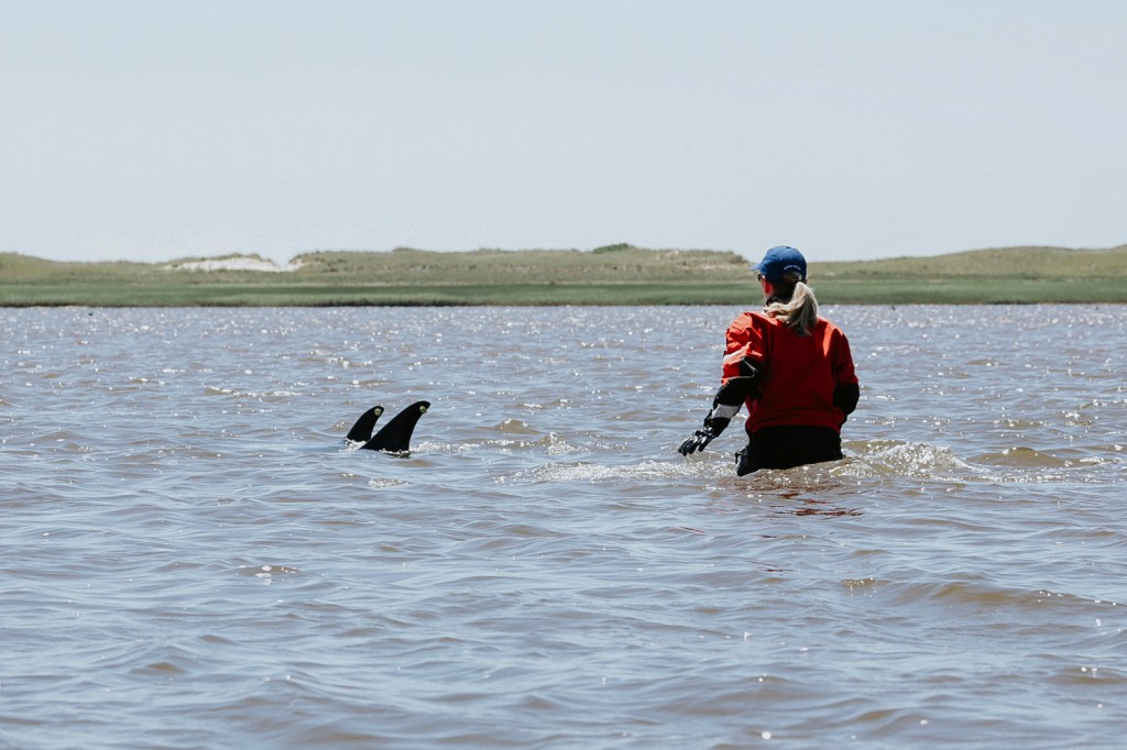 A clothed woman wades in waist-deep water with two dolphin tails to her left.
