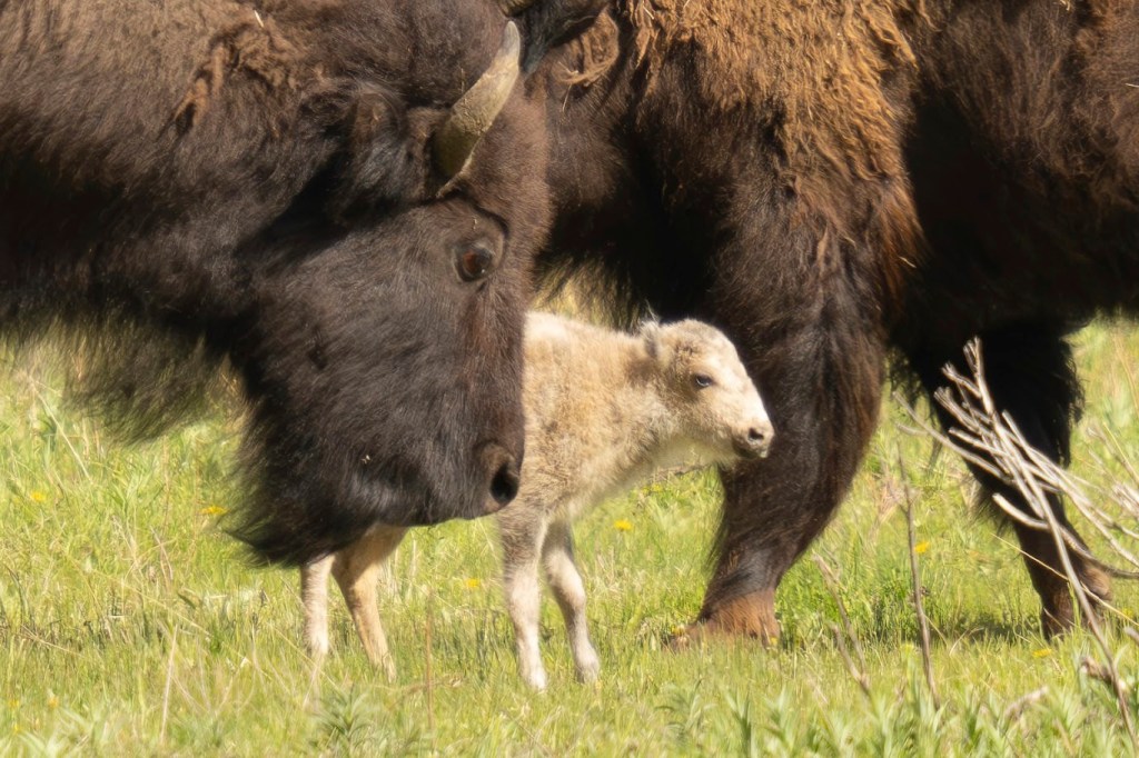 The young bovine can hopefully be assumed that little Waka Gli is alive, considering officials haven't seen the animal dead or alive.