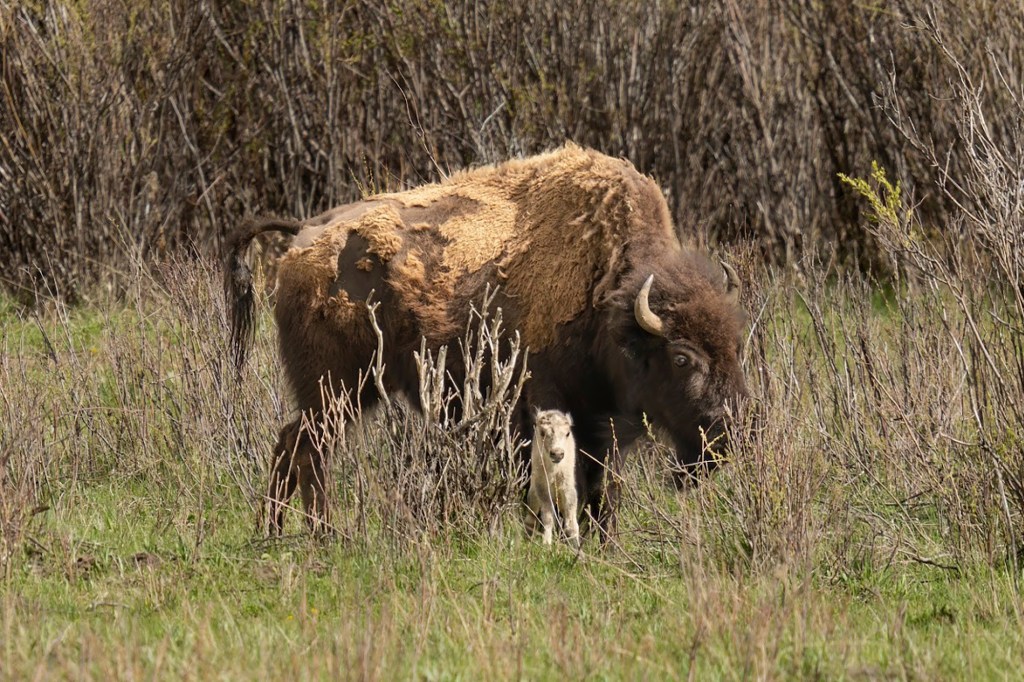 While NPS officials have yet to see the mystical creature with their own eyes, the agency said the trove of pictures taken by lucky hikers and tour groups have confirmed that the calf had been born that same day.