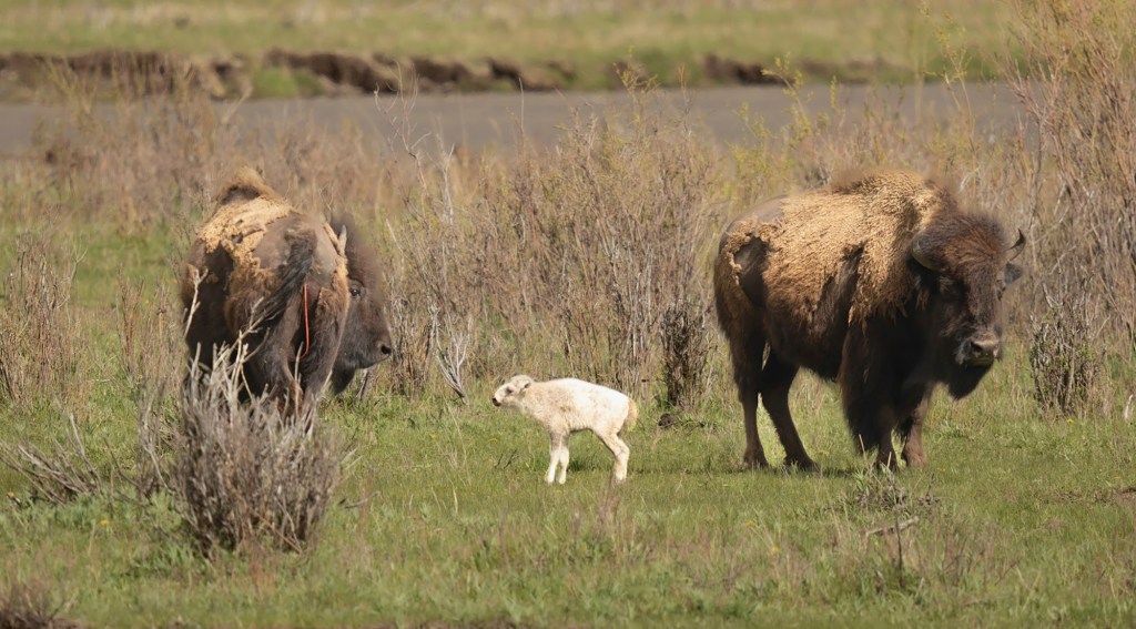 Wakan Gli, which means “Return Sacred” in Lakota, has not been seen since its birth on June 4, the National Parks Service said Friday.