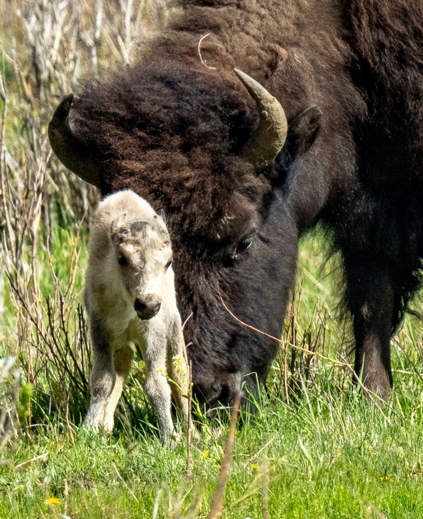 Park officials declined to comment on where the rare white bovine could have gone since its first and only sighting.