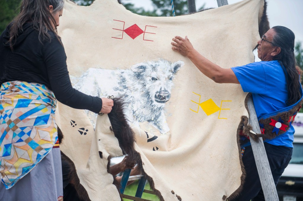 Charlene Hollow Horn Bear and Keith Ryder take down a buffalo hide painted with a depiction of a white buffalo calf after a naming ceremony on June 26, 2024.