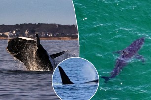Orcas and sharks tend to have their differences. They've both been seen recently off the coast of Cape Cod.