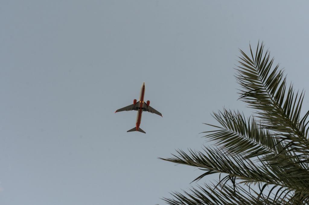 There are confusing rules about coconuts on planes.