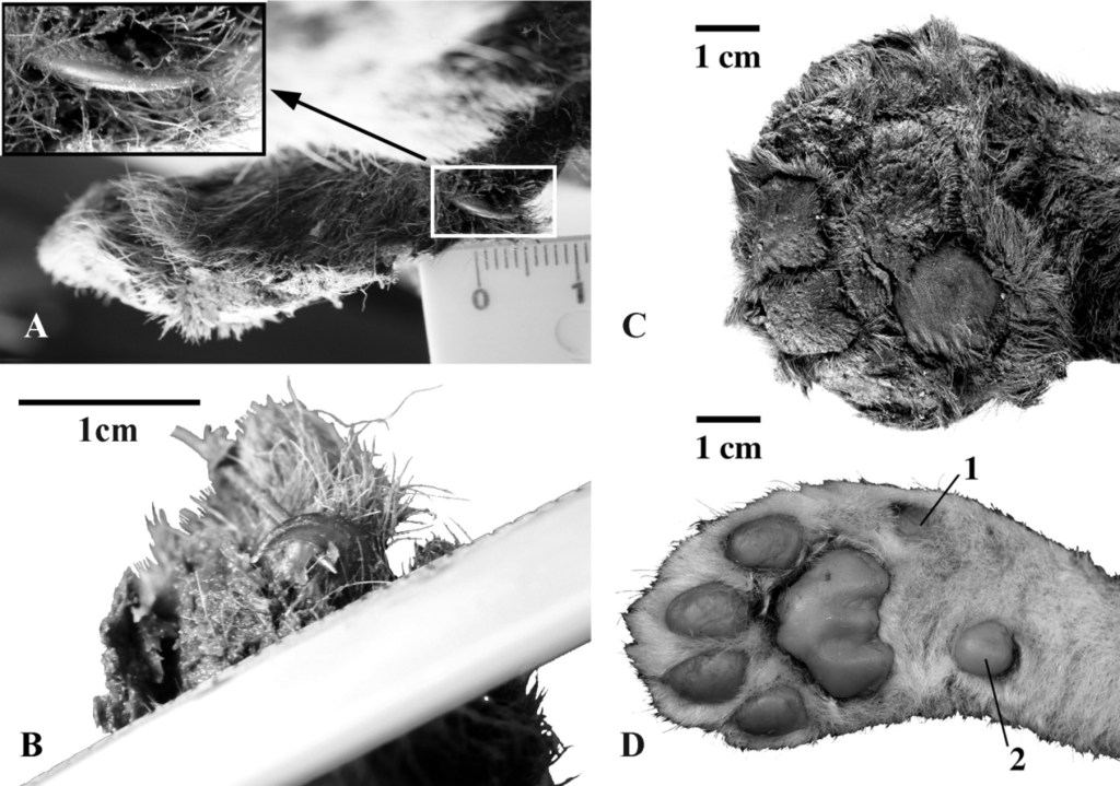 Remains of saber-toothed tigers have been found across Europe and Asia, Africa and the Americas.