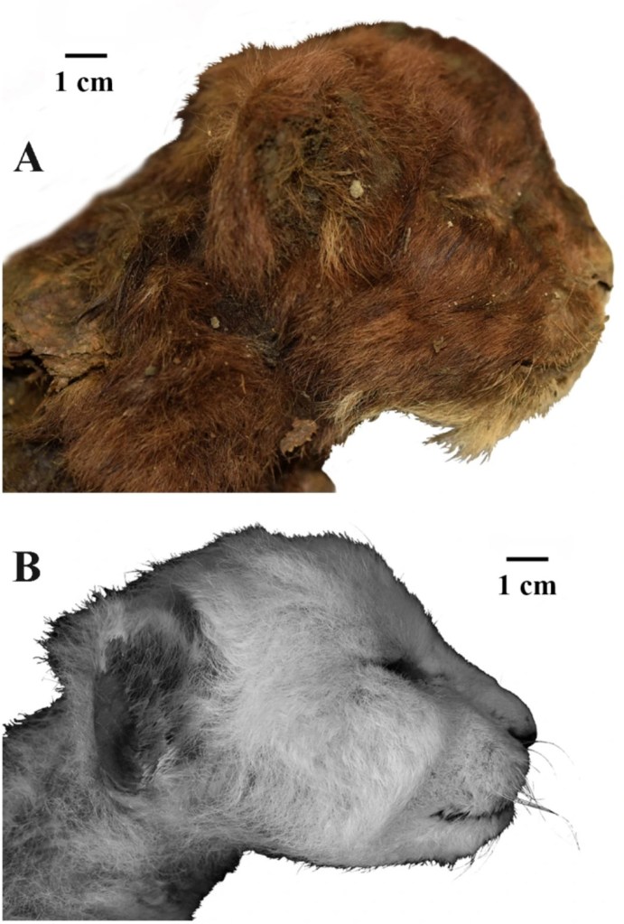 The saber-toothed cub's head compared to a modern lion cub