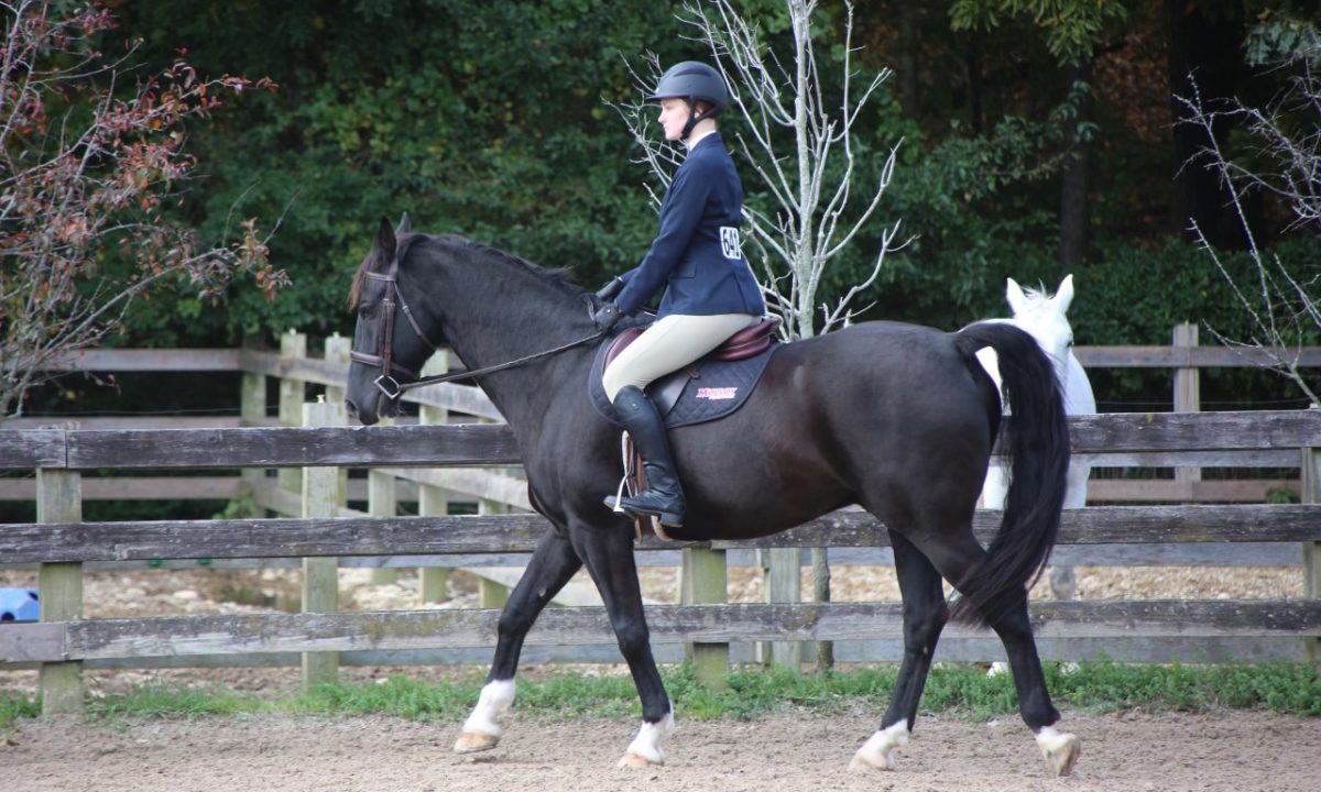 An equestrian rides a black horse along a riding arena.