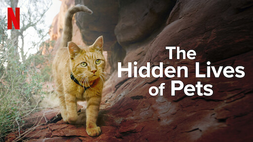 The Hidden Lives of Pets