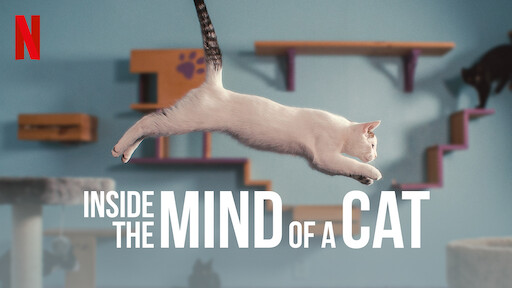 Inside the Mind of a Cat