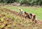 Agriculture : L’État apporte 300 000 euros d’aide à la création de l’agence de développement des économies agro-écologiques en Polynésie