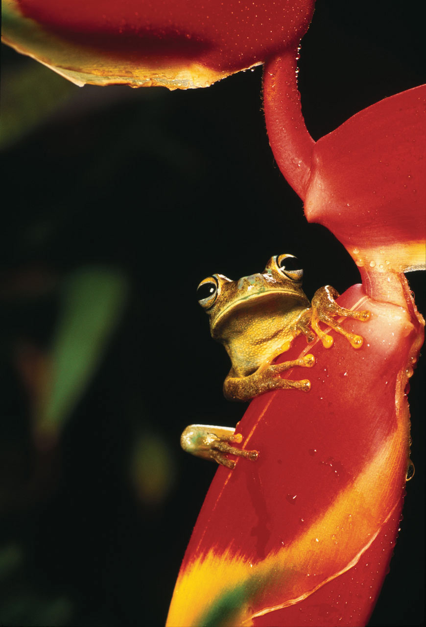Hyla crepitans, a common frog from the forest perched on the flower of a Heliconia rostrata.