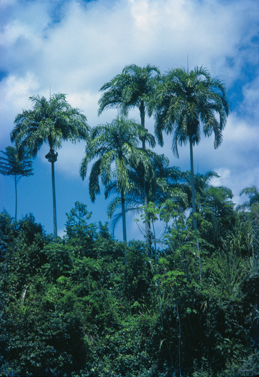 Bactris gasipae,known in Venezuela as the pijiguao palm, is a major source of food and has been cultivated by the indigenous people for 4000 years.